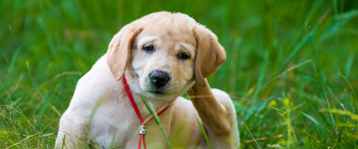 flea tick mosquito for dogs